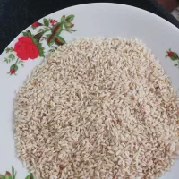 فروش برنج محلی خانگی|خوردنی و آشامیدنی|شوشتر, |دیوار