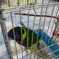 لوریکت ماده /طوطی لوری