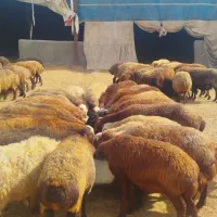 میش تقلی شیره دار اکثر مایه زنده کرده اوست هستن|حیوانات مزرعه|مشهد, گلبرگ شمالی|دیوار