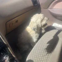 سگ پاکوتاه