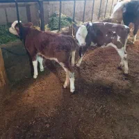 گوساله ماده دوعدد