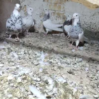 طوقی|پرنده|فشاپویه, |دیوار