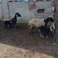 دوراس میش بره دار جوان|حیوانات مزرعه|سیمین شهر, |دیوار