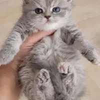 زیباترین گربهها برای شما (بریتیش/اسکاتیش/پرشین)|گربه|اصفهان, جلفا|دیوار