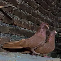 کبوتر صرب نر و ماده