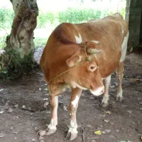 حیوان مزرعه|حیوانات مزرعه|لولمان, |دیوار