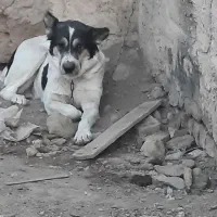 سگ لاس قدرجونی شکم پر فی مناسب|سگ|خمینیشهر, |دیوار