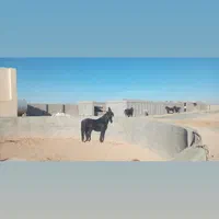 مجموعه پرورش اسب|اسب و تجهیزات اسبسواری|شاهینشهر, گرگاب|دیوار