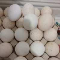 تخم بوقلمون