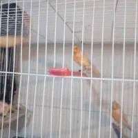 قناری نر وماده فروش فوری|پرنده|مشهد, نیزه|دیوار