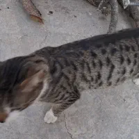 واگذاری گربه