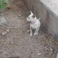 سگ پاکوتاه|سگ|کرمان, |دیوار