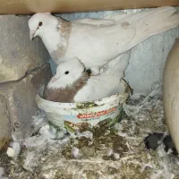 چندجفت کبوتر عتیقه