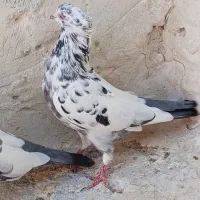 کبوتر اصیل|پرنده|کاشان, شهدا|دیوار