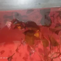 بهترین کیفیت از ما بخواهید|ماهی|هشتگرد, هشتگرد قدیم|دیوار