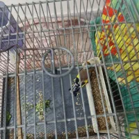 سهره داغ سر