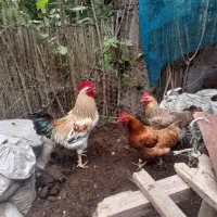 خروس یک ساله