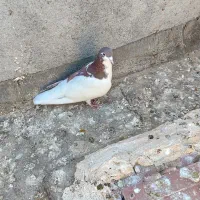 کبوتر|پرنده|ملکآباد, |دیوار