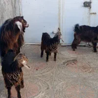 یک عدد بز و 3بزغاله ماده 3قلو زا