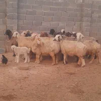 ۲۷راس شیشک میش ترکی داشتی صحرایی بره دار