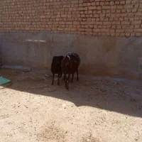 میش بره دار