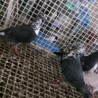 کبوتر گلی سینه سفید یا همون کشکی