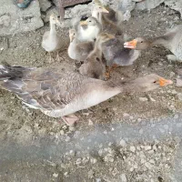 پنج عدد جوجه غاز و سه عدد بوقلمون ماده تخم گذار