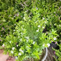 شمشاد فرانسوی مرجان درجه ۱|گل و گیاه طبیعی|نوشهر, |دیوار