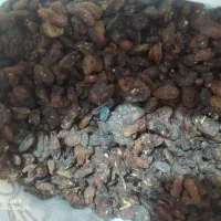 کشمش ابگیری