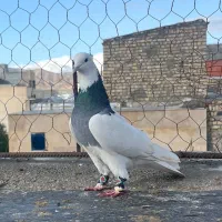 کبوتر ۱۰۰تومنی