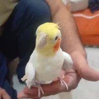 عروس هلندی