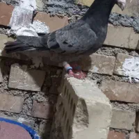 فنچ درجه یک شهرستانی دورگ