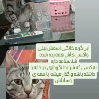 واگذاری گربه خانگی واکسن ها زده شده و شناسنامه دار