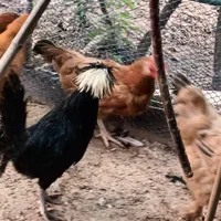 فروش  مرغ و خروس و جوجه گلین برهما محلی و لهستانی|حیوانات مزرعه|قائم‌شهر, |دیوار