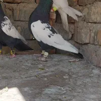 کفتر نر۴عدد|پرنده|مرودشت, ابوذر شمالی|دیوار