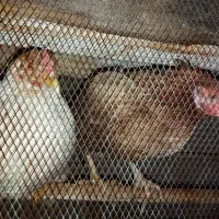 مرغ|پرنده|مهر, |دیوار