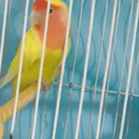 کوتوله صورت هلویی ماده