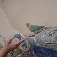 سلام این طوطی|حیوانات|خرمشهر, |دیوار