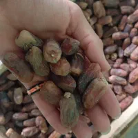 خرما دیری|حراج|اهواز, اسماعیلیه|دیوار