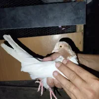 کبوتر پرشی پرواز 8 ساعت
