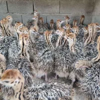 فروش جوجه شترمرغ