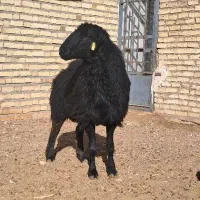 بره قوچ همو|حیوانات مزرعه|سلیمان, |دیوار