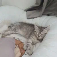 واگذاری دو بچه گربه میکس پرشین و بریتیش رنگ سیلور|گربه|ارومیه, |دیوار