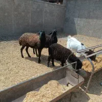 میش بره
