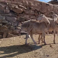 بره چینی اصیل