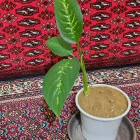 گل دیفن باخیا