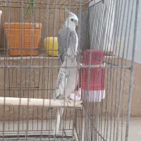 عروس هلندی الیزابت و وایت فیس جفت