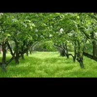 400-متر-باغچه-وهن-اباد-داخل-بافت