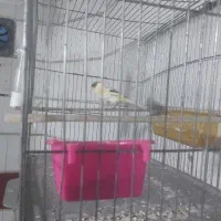 دو عدد قناری قرص|پرنده|محمدیه-قزوین, |دیوار