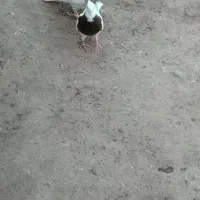 کفترطوقی‌ذات‌هفرنگ‌|پرنده|شامکان, |دیوار